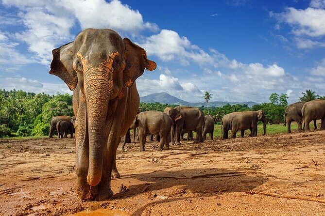 10 Day Sri Lanka Adventure Private Guided Tour - Exploring the Rich Tapestry of Sri Lanka in 10 Days