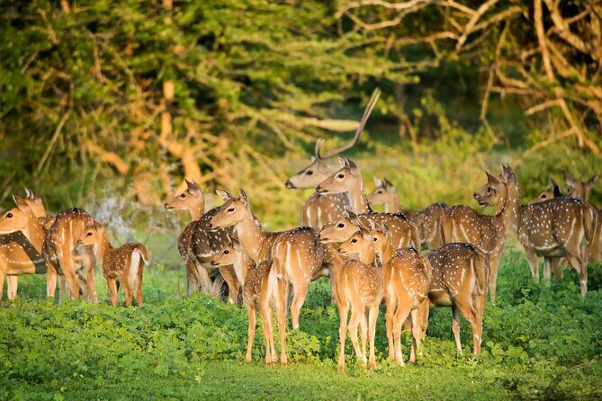 10 Day Sri Lanka Adventure Private Guided Tour - FAQ