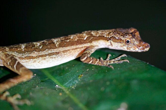 10-Day The Search For El Dorado by Amazon Explorer Iquitos - Inclusions and Amenities