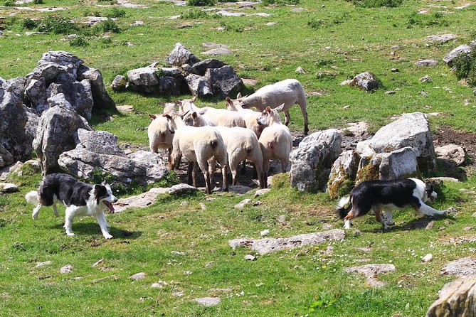 10-DAY Ultimate Small-Group Tour of Ireland From Dublin - Cultural Experiences and Traditions