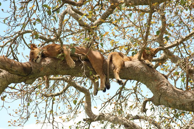 10 Day Western Uganda Budget Wildlife Safari - Frequently Asked Questions