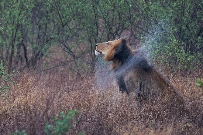 10 Day Wildlife Photographic Safari - Kruger National Park - B1 Photo Safaris - Accommodation and Meals