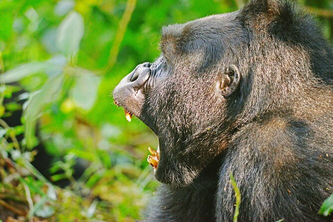 10 Days Affordable Gorilla Trekking Holiday - Gorilla Trekking Experience