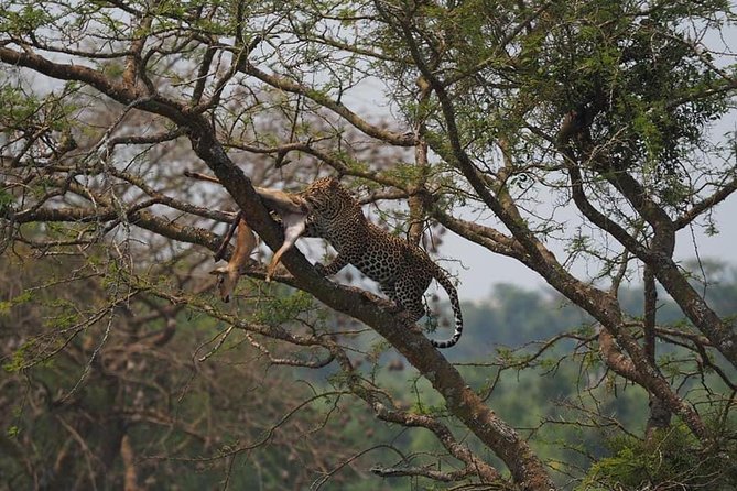 10 Days Affordable Gorilla Trekking Holiday - Itinerary Highlights