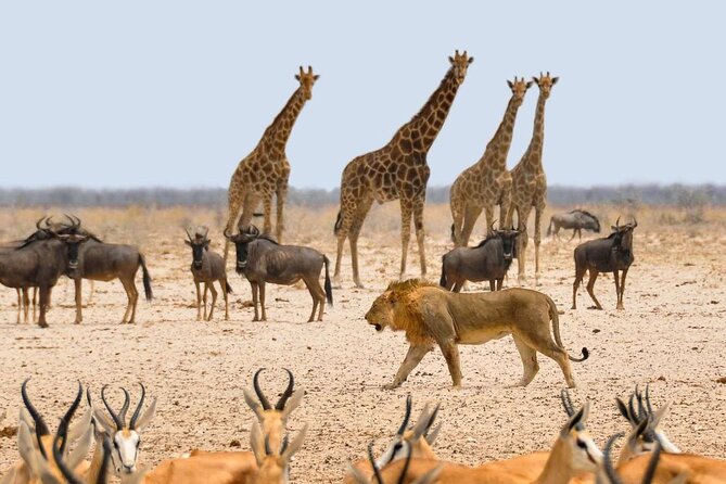 10 DAYS BEAUTY OF NAMIBIA | Private Guided Tour - Hiking in Damaraland Region