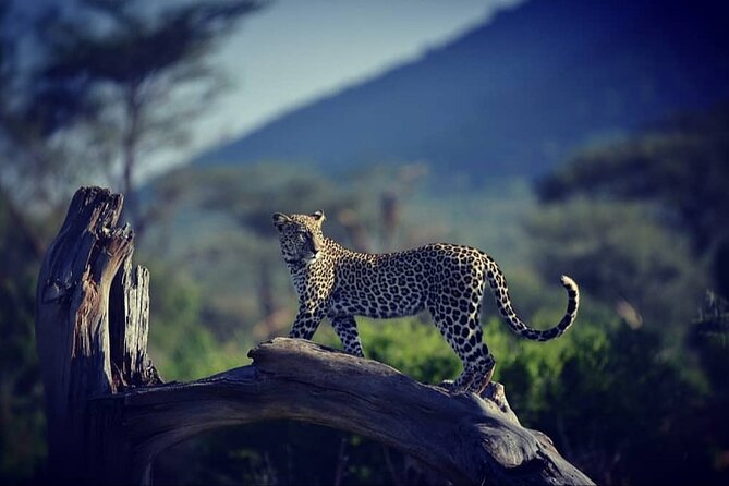 10 -Days Best of Kenya and Tanzania Classic Safari - Exclusions