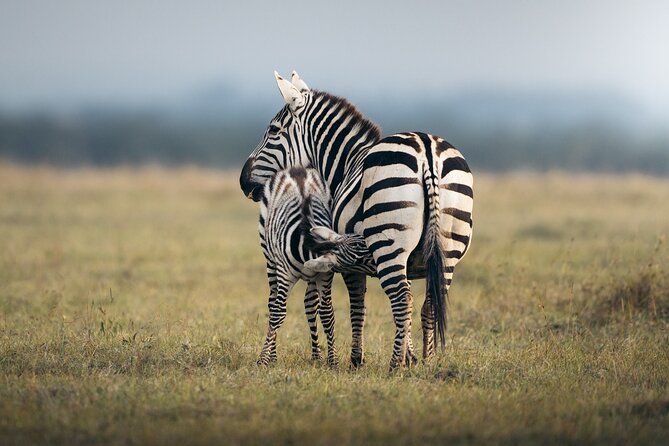 10 -Days Best of Kenya and Tanzania Classic Safari - Additional Information