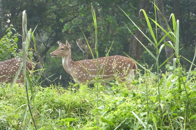 10 Days Kathmandu Chitawan Pokhara Tour With Dhampus Trek - Transportation