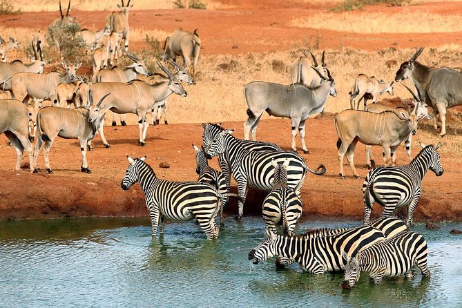 10-Days Kenya Wildlife Private Safari and Mombasa Diani Beach Holidays - Tour Inclusions
