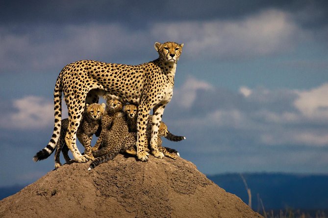 10-Days Kenya Wildlife Private Safari and Mombasa Diani Beach Holidays - Traveler Requirements