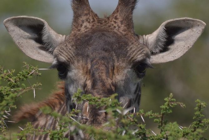 10 Days Migration Luxury Safari - Key Points