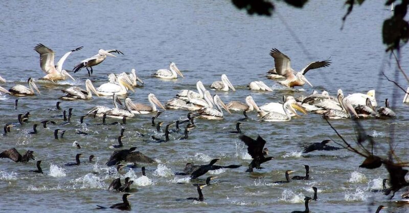 10 Days Nepal Wildlife and Bird Sanctuary Tour - Key Points
