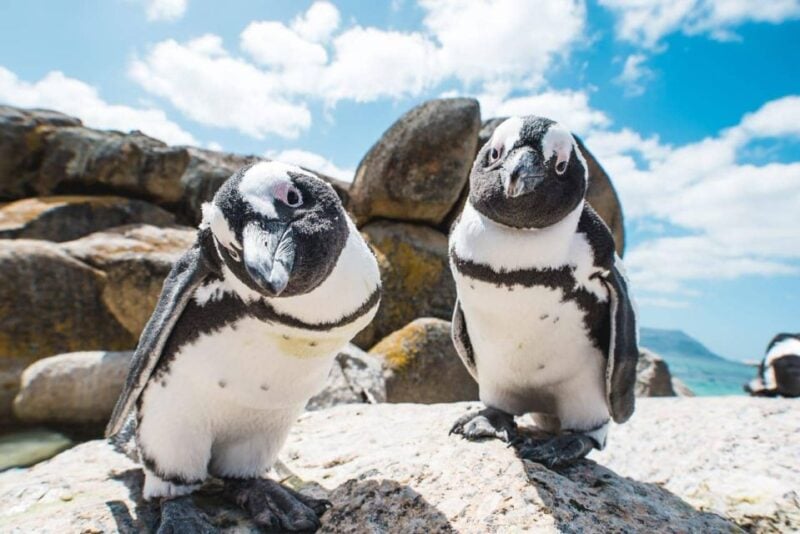 10 Days Overland Tour-Johannesburg and Cape Town - Frequently Asked Questions