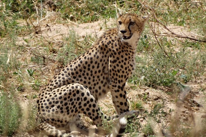 10 Days Safari to Nyerere NP, Ruaha NP, Udzungwa NP and Mikumi NP + Isimila Site - Trekking Udzungwa National Park