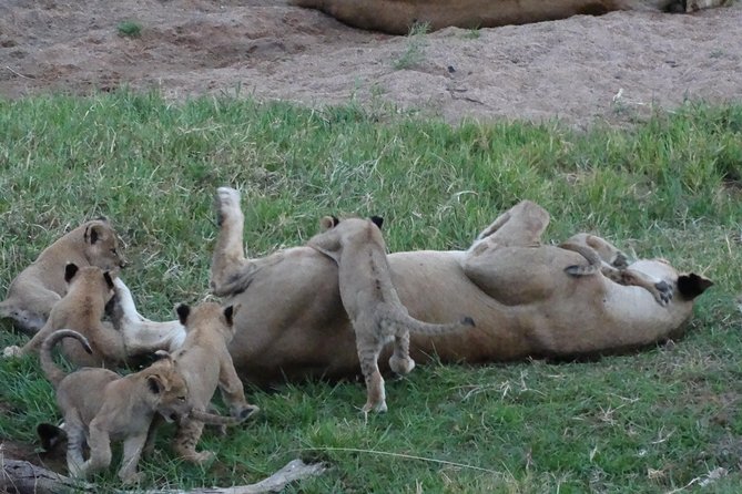 10 Days Safari to Nyerere NP, Ruaha NP, Udzungwa NP and Mikumi NP + Isimila Site - Accommodation and Meals