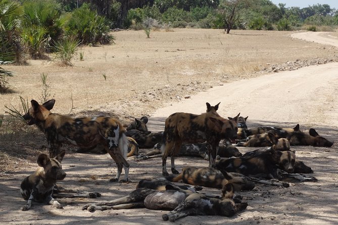 10 Days Safari to Nyerere NP, Ruaha NP, Udzungwa NP and Mikumi NP + Isimila Site - Tour Inclusions and Exclusions