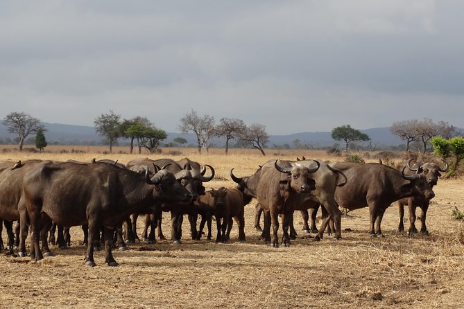 10 Days Safari to Nyerere NP, Ruaha NP, Udzungwa NP and Mikumi NP + Isimila Site - Booking and Logistics