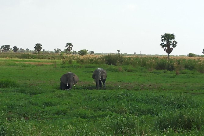 10 Days Uganda Gorilla & Chimpanzee Trekking Safari - Gorilla Trekking Experience