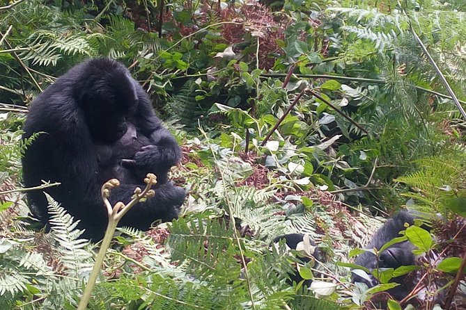 10 Days Uganda Gorilla & Chimpanzee Trekking Safari - Chimpanzee Trekking Adventure