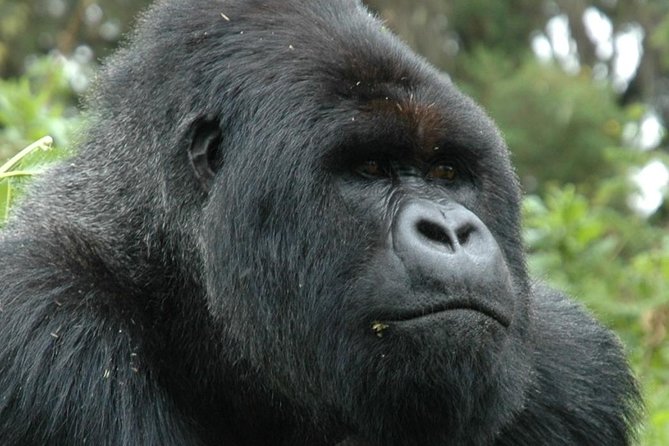 10 Days Uganda Gorilla & Chimpanzee Trekking Safari - Accommodation and Meals
