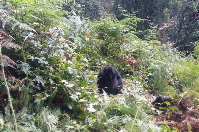 10 Days Uganda Gorilla & Chimpanzee Trekking Safari - Transportation and Pickup