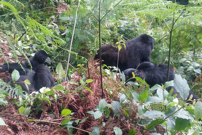 10 Days Uganda Gorilla & Chimpanzee Trekking Safari - Traveler Information