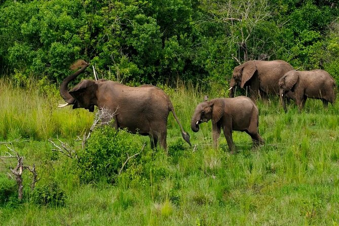10-Days Uganda Gorillas and Chimpanzee Wildlife Discovery - Booking and Cancellation