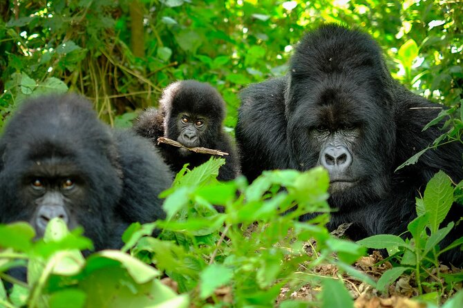 10-Days Uganda Gorillas and Chimpanzee Wildlife Discovery - Accommodations and Meals