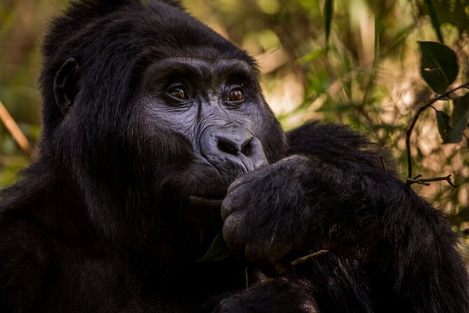 10-Days Uganda Gorillas and Chimpanzee Wildlife Discovery - Taxes and Fees