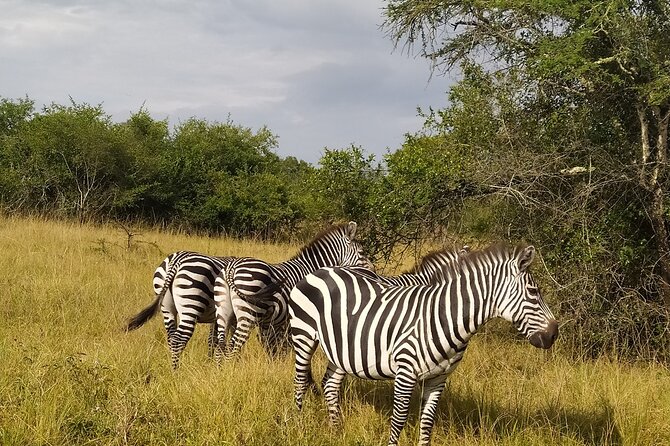 10 Days Uganda Safari With Gorillas - Gorilla Trekking in Bwindi