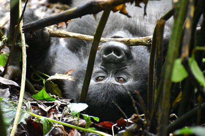 10 Days Uganda Safari With Gorillas - Chimpanzee Trekking in Kibale