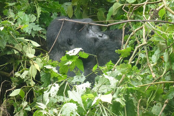 10 Days Uganda Safari With Gorillas - Accommodation and Meals