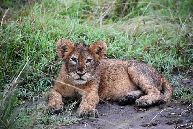 10 Days Uganda Safari With Gorillas - Transportation and Guide