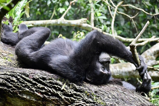 10 Days Uganda Safari With Gorillas - Pickup and Arrival