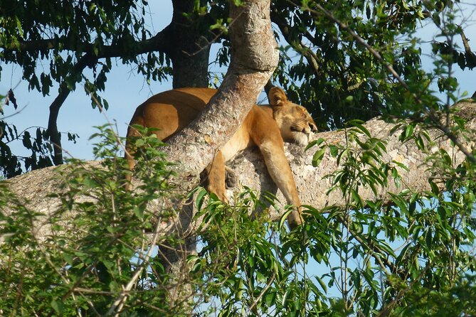 10 Days Uganda Safari With Gorillas - Exclusions and Additional Costs