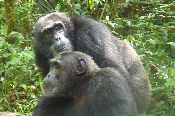 10 Days Uganda Safari With Gorillas - Reviews and Accessibility