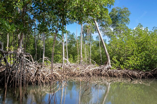 10-Hour Guided Tour of Samana and Bacardi Island Los Haitises - Inclusions