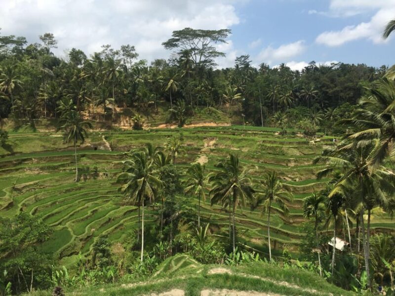 10 Hour Ubud Area Full-Day Private Tour With Driver - Sacred Monkey Forest