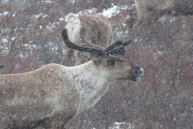 10 Hours Denali Winter Drive in Alaska - Athabascan Cultural Immersion