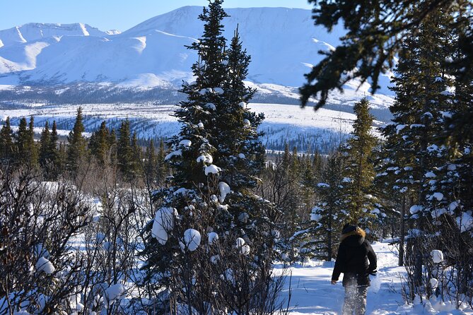 10 Hours Denali Winter Drive in Alaska - Meeting Details and Location