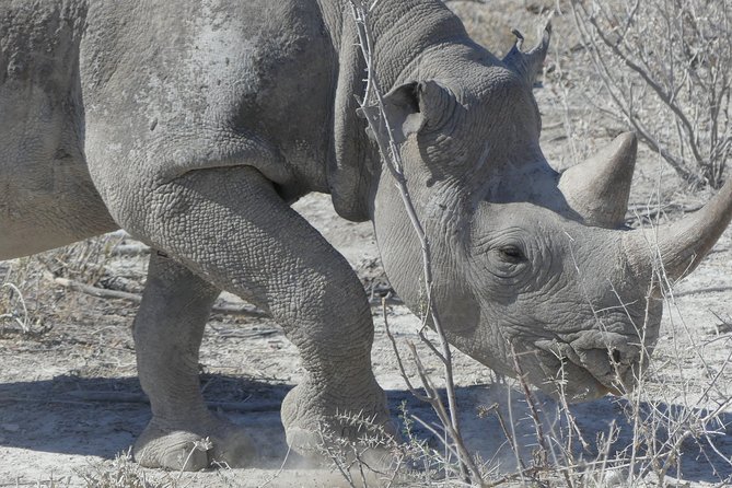 10 Namibia Adventures - Etosha Pan Safari