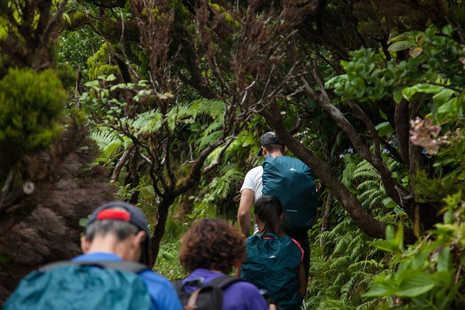 10 Volcanos Hiking Private Tour in Faial - Pricing and Reviews