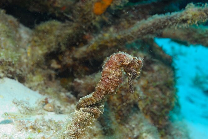 100% Private Sail & Dive From a 45FT Sailing Yacht in Bonaire - Customized Diving Adventure