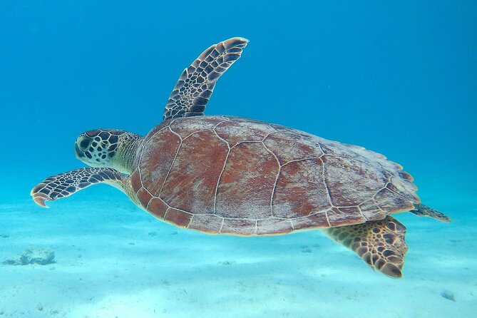 100% Private Sail & Dive From a 45FT Sailing Yacht in Bonaire - Pricing and Booking Information