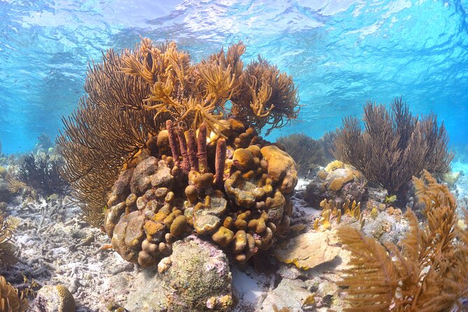 100% Private Sail & Dive From a 45FT Sailing Yacht in Bonaire - Unforgettable Bonaire Exploration