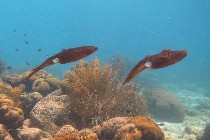 100% Private Snorkel & Sail Charter (Cruisefriendly) - Pricing and Booking