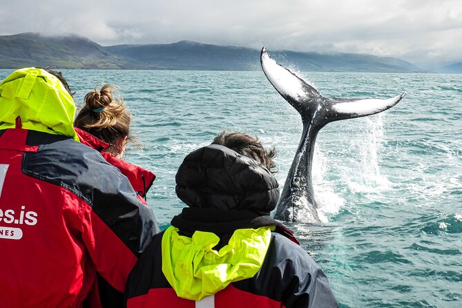100% Whale Watching - Meeting Point and Transportation