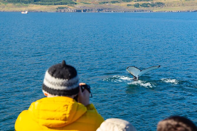 100% Whale Watching - Hauganes Harbor