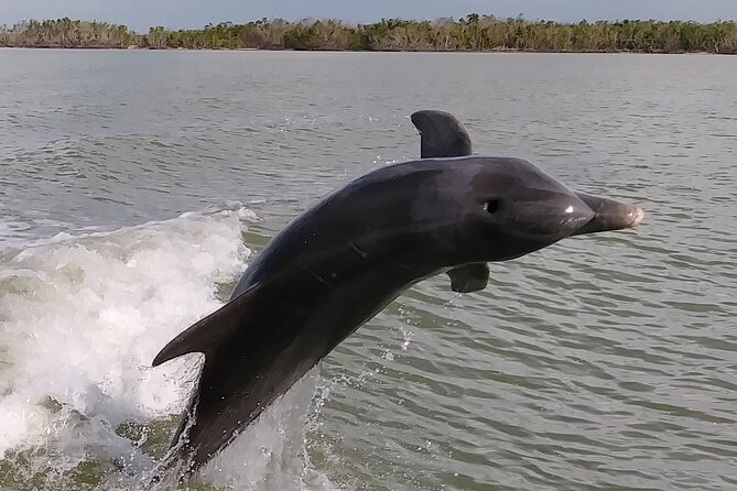 10,000 Islands Boat Excursion - 3.5-Hour Dolphins & Shelling Tour - Activities and Experiences
