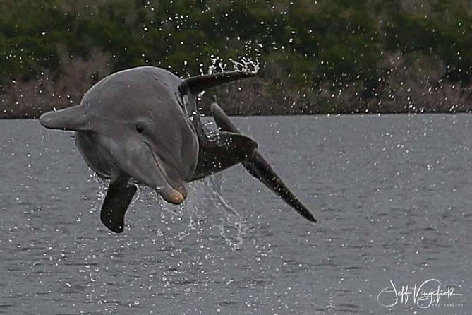 10,000 Islands Excursion Small-Group 3.5 Hour Dolphin & Shelling Boat Tour - Bottled Water Provided